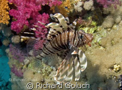 Lionfish-Red Sea by Richard Goluch 